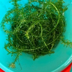 水草20本の画像