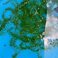 水草20本の画像