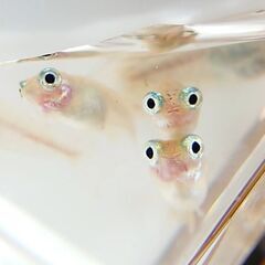 ポニョ（出目目前透明鱗）めだか　有精卵20粒