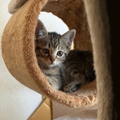 生後1ヶ月　キジトラ　♀