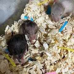 生後3週間くらい？