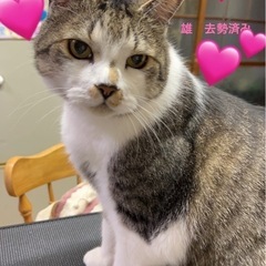 しま猫