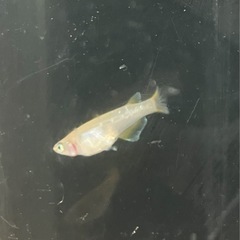 🌸令和ヒミツヘイキ3匹セット（幼魚）オス1 メス2🌸の画像