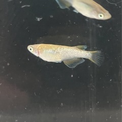🌸令和ヒミツヘイキ3匹セット（幼魚）オス1 メス2🌸の画像