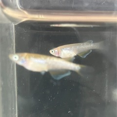 🌸令和ヒミツヘイキ3匹セット（幼魚）オス1 メス2🌸の画像