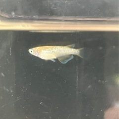 🌸令和ヒミツヘイキ3匹セット（幼魚）オス1 メス2🌸の画像