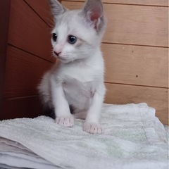 子猫を保護しています - 石垣市