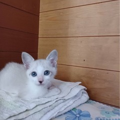 子猫を保護しています - 猫