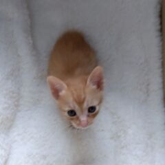 生後1か月　チャトラ男の子②　里親さん募集します🐈（お話し中）