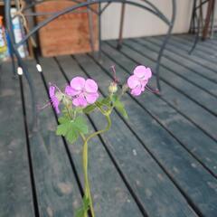 ゲラニウム  ダルマティクム 値下げ✨  宿根草  苗 ガーデニングの画像