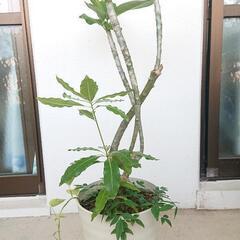 プルメリア(花の色:黄色)の画像