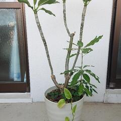 プルメリア(花の色:黄色)の画像
