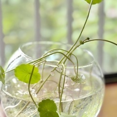 ウォーターマッシュルーム　水草　