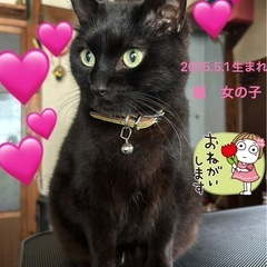 黒猫11歳2ヶ月