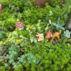 グランドカバー　多肉植物　セダム　寄せ植え