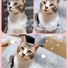 推定2～3歳　子育ても頑張りました！他の猫ちゃんとも仲良く出来ま...