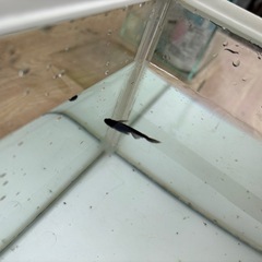 メダカ サタンの稚魚 10匹の画像