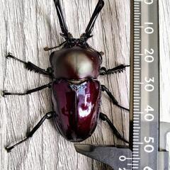 ニジイロクワガタの画像