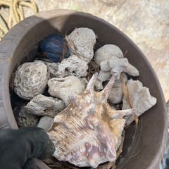 本部石　拳程度の大きさ　サンゴ　
差し上げますの画像