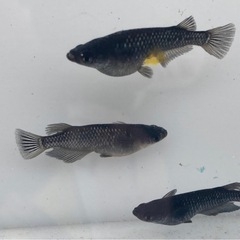 曜変天目 メダカ卵20個+aの画像