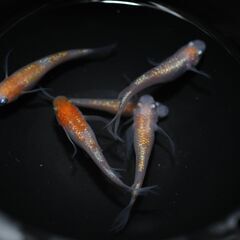 王華ヒレ長　めだか　有精卵20粒