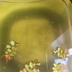 メダカ水草の画像