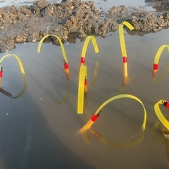 有明海産　マジャク
の画像