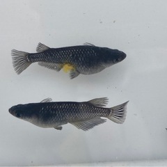 曜変天目 メダカの稚魚10匹