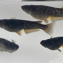 オランジェ メダカ卵20個+aの画像