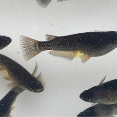 オランジェ メダカの卵20個+a