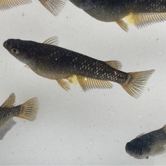 オランジェ メダカ卵20個+aの画像
