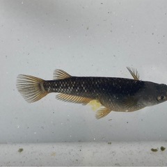 オランジェ メダカ卵20個+aの画像