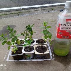 トマトあじさいミント小苗/北区より