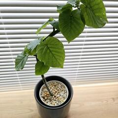 ◼️フィカスウンベラータ◼️4号鉢　曲がり　観葉植物
