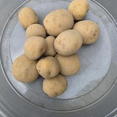無農薬じゃがいも