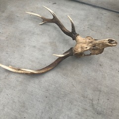 鹿の角頭骨付きの画像