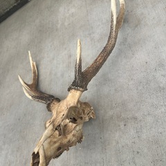 鹿の角頭骨付きの画像