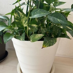 ポトス 観葉植物の画像
