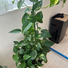 ポトス 観葉植物