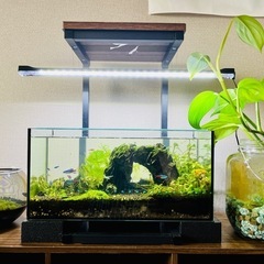 アクアリウム　水槽　熱帯魚　水草　レイアウト済み