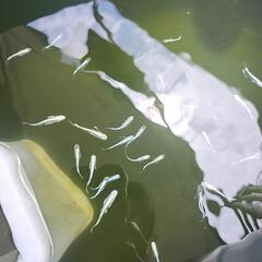サンセット極龍メダカ成魚10匹