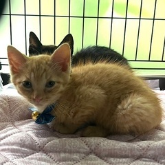 茶トラ🐱ྀི２ヶ月半 男の子です！★