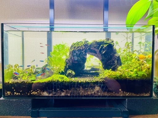 アクアリウム　水槽　熱帯魚　魚　水草　レイアウト済み