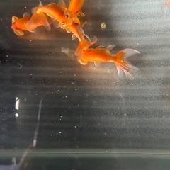 水泡眼
の画像
