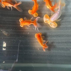 水泡眼
の画像