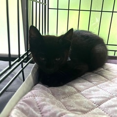 黒猫🐈‍⬛２ヶ月半！男の子です★