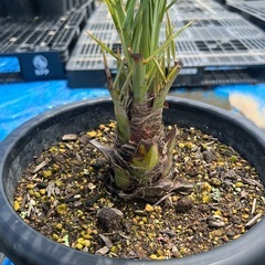 ナツメヤシ🌴の画像