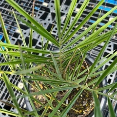 ナツメヤシ🌴の画像