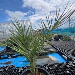 ナツメヤシ🌴の画像
