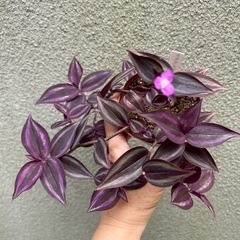観葉植物 トラディスカンティア カラーリーフ②